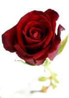 Pops Rose