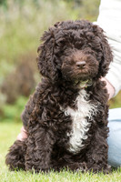 Tilly