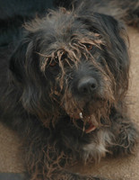Pets Gallery